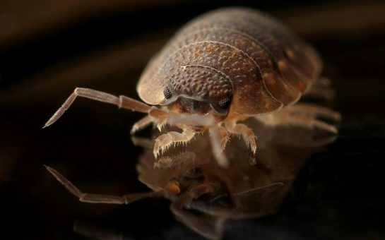 Close-up of a bedbug