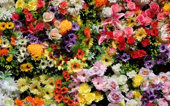 Different coloured flowers
