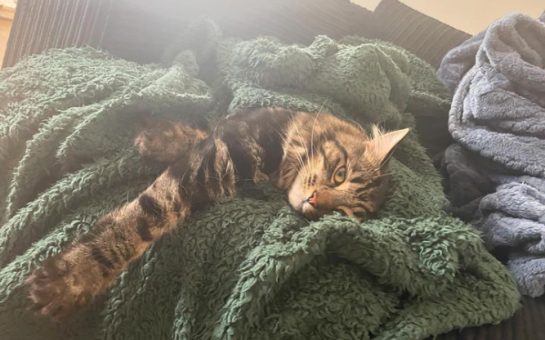 Liv's cat Mush curled up on the sofa
