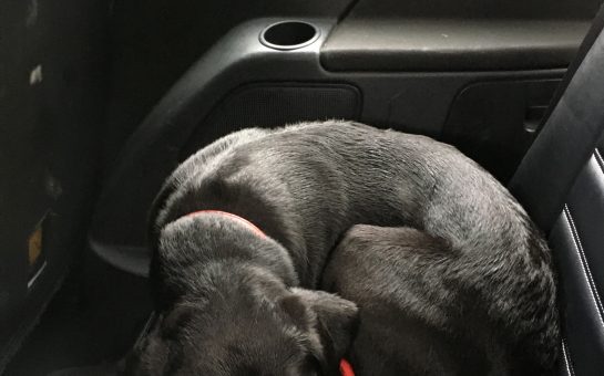 pet curled up on car seat