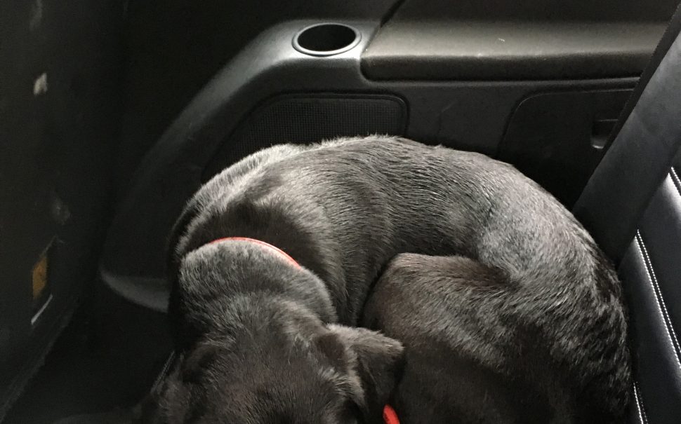 pet curled up on car seat