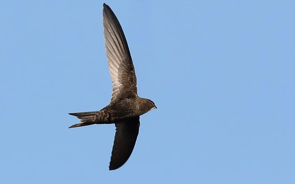 Common swift in flight