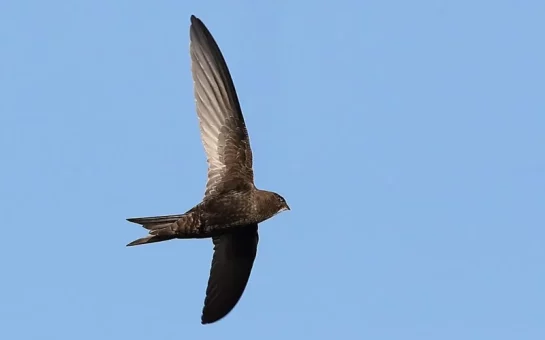 Common swift in flight