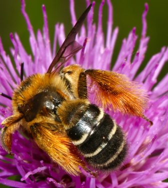 A bee on a flower (Credit: Free to use from Unsplash)