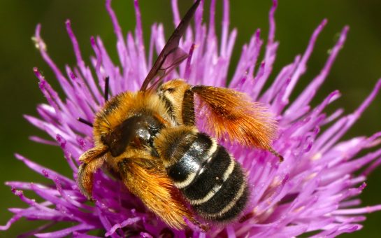 A bee on a flower (Credit: Free to use from Unsplash)