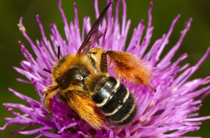 A bee on a flower (Credit: Free to use from Unsplash)