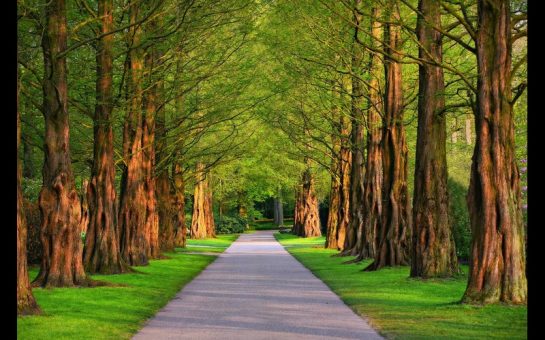 Tree pathway