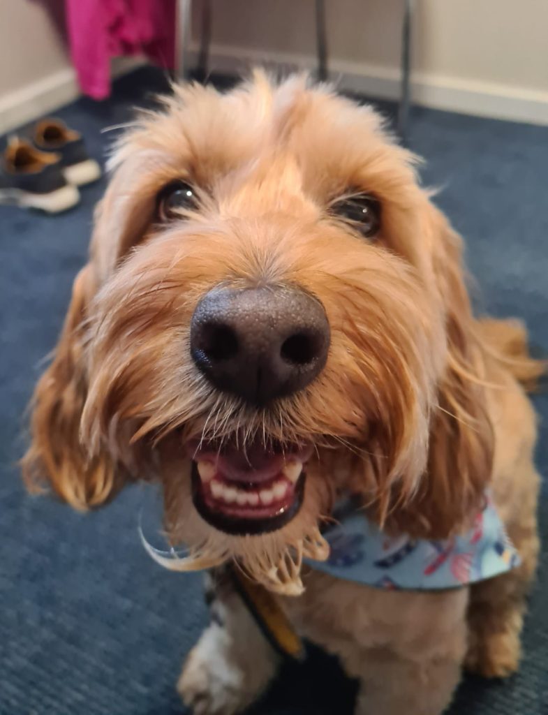 Eric the dog, an occasional visitor at The People Hive