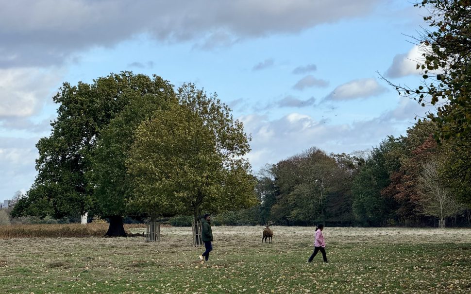 Couple walking close to a stag in Bushy Park