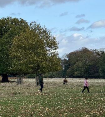 Couple walking close to a stag in Bushy Park