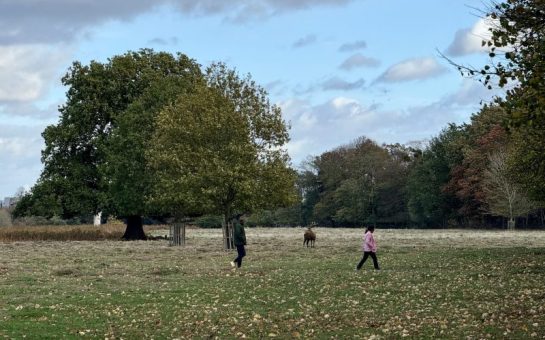 Couple walking close to a stag in Bushy Park