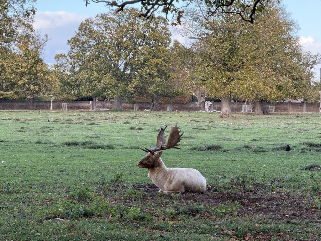 A stag resting in Bushy Park