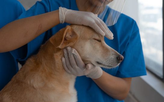 A dog being examined at a veterinary practice