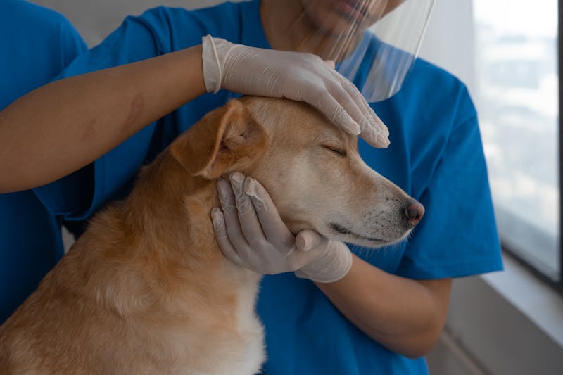 A dog being examined at a veterinary practice