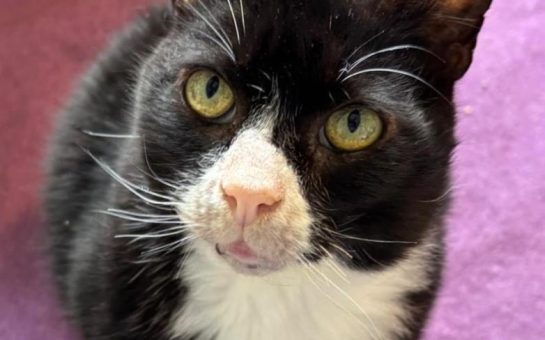 Black and white cat with green eyes looking up at the camera.