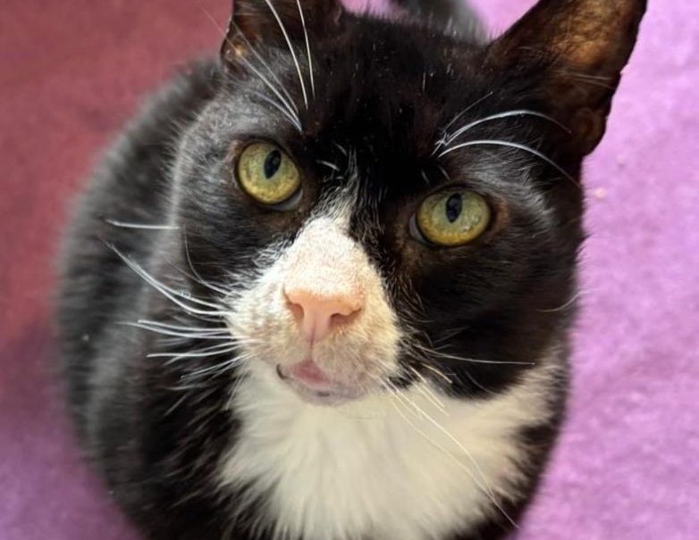 Black and white cat with green eyes looking up at the camera.