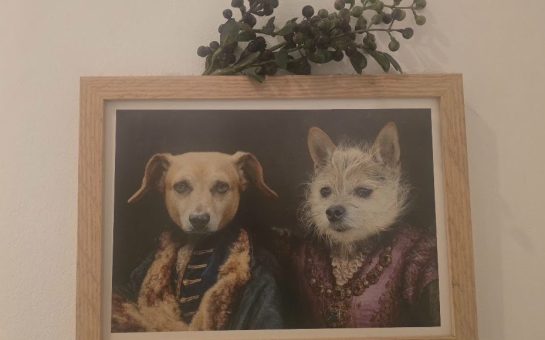 Picture of a picture of two dogs in smart jackets. Taken by Alex Bibby
