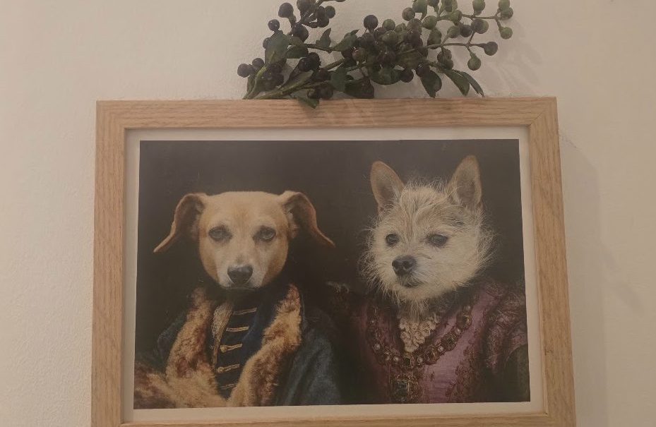Picture of a picture of two dogs in smart jackets. Taken by Alex Bibby