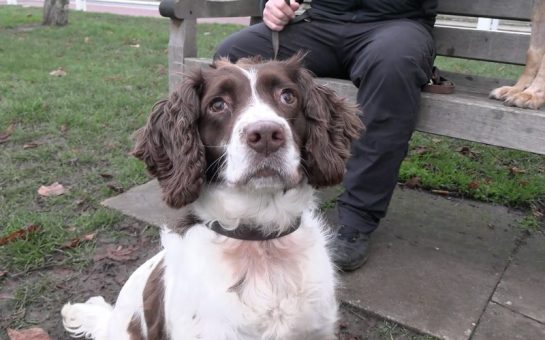 Photo showing brown and white spaniel looking above the camera