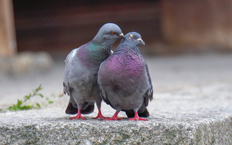 Two pigeons on a pavement