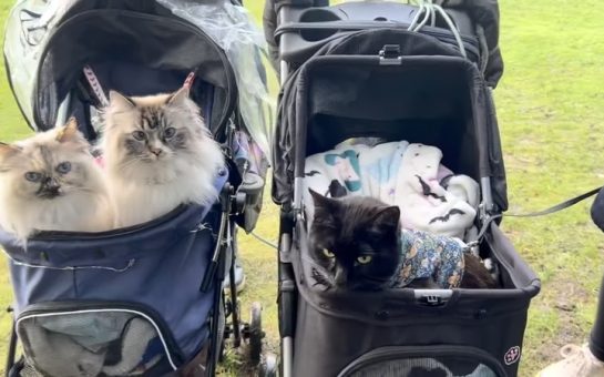 Three cats in two separate prams in a park.