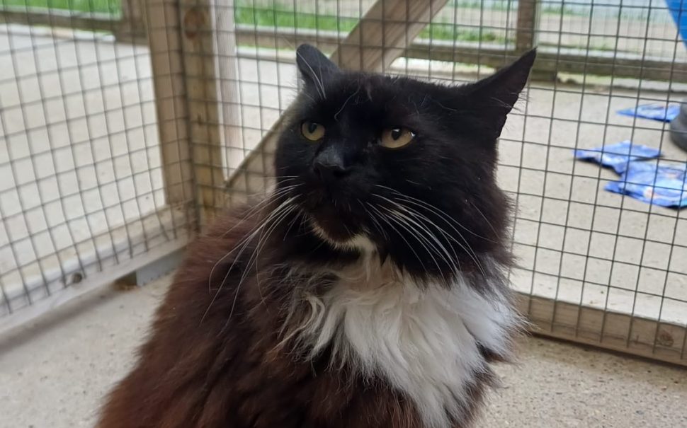 A black, brown and white cat in an enclosure looking up off-screen.