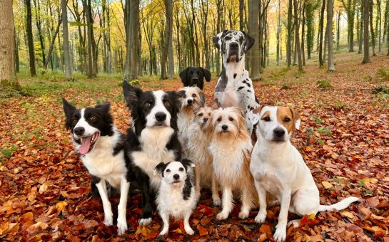 9 dogs sitting looking at the camera in a autumn forest with orange leaves