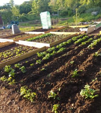 Allotment in Isleworth