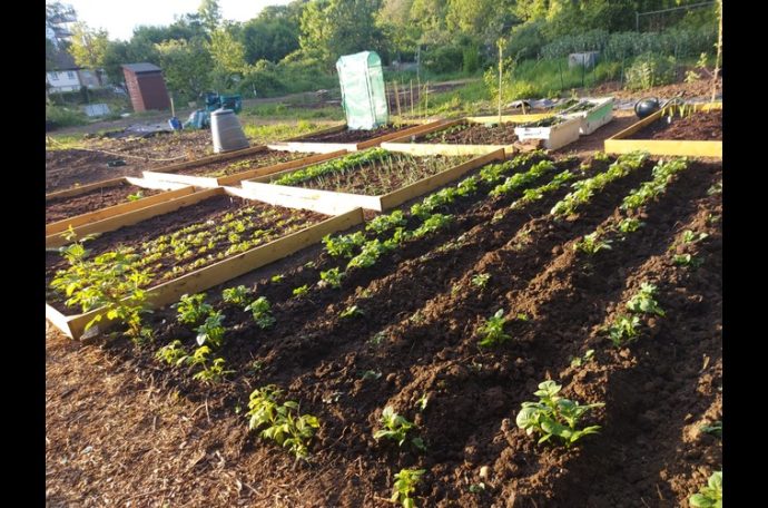 Allotment in Isleworth