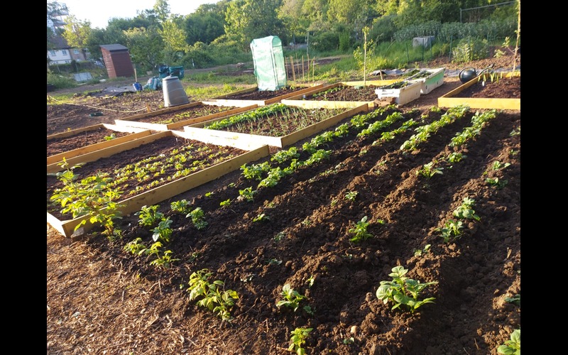 Allotment in Isleworth