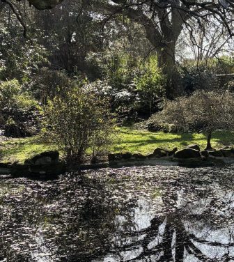 Green space with pond and ecosystem