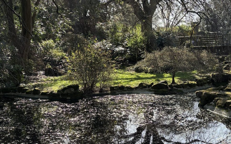 Green space with pond and ecosystem