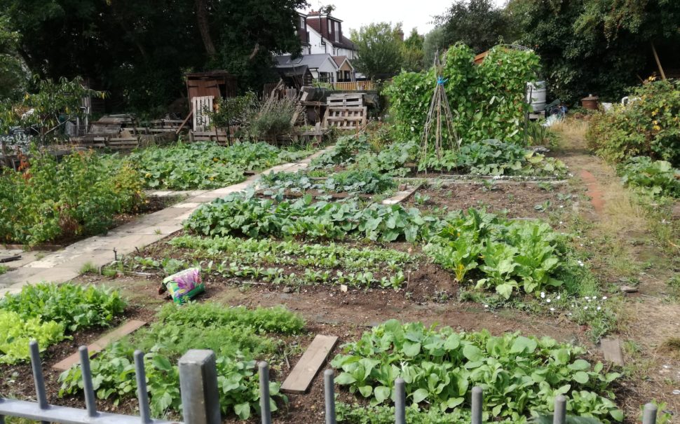 Teddington allotment plots and plants