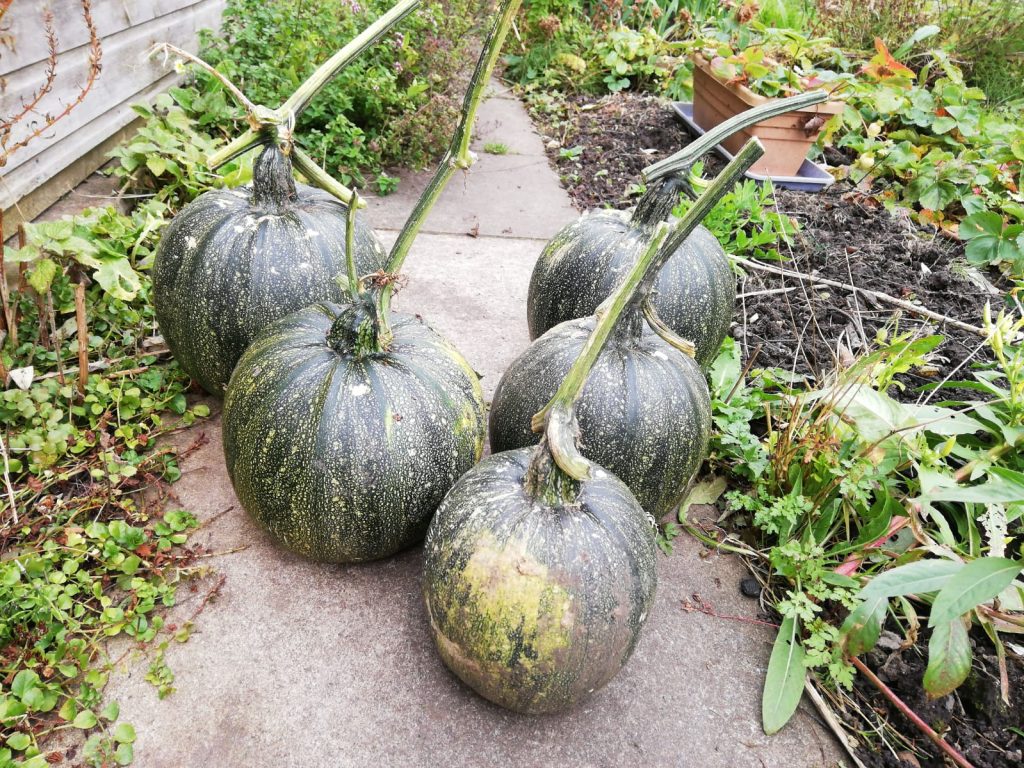 Some of the great offerings from the allotments (Credit: Paul Cuff)