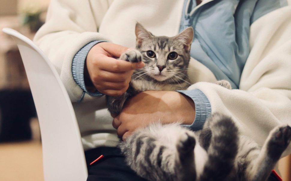 A person holding a cat (Credit: Free to use from Unsplash)