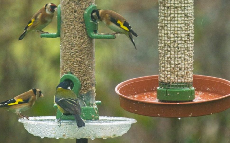 You can see several different species of birds eating seeds in a hanging bird feeder, alongside another bird feeder.