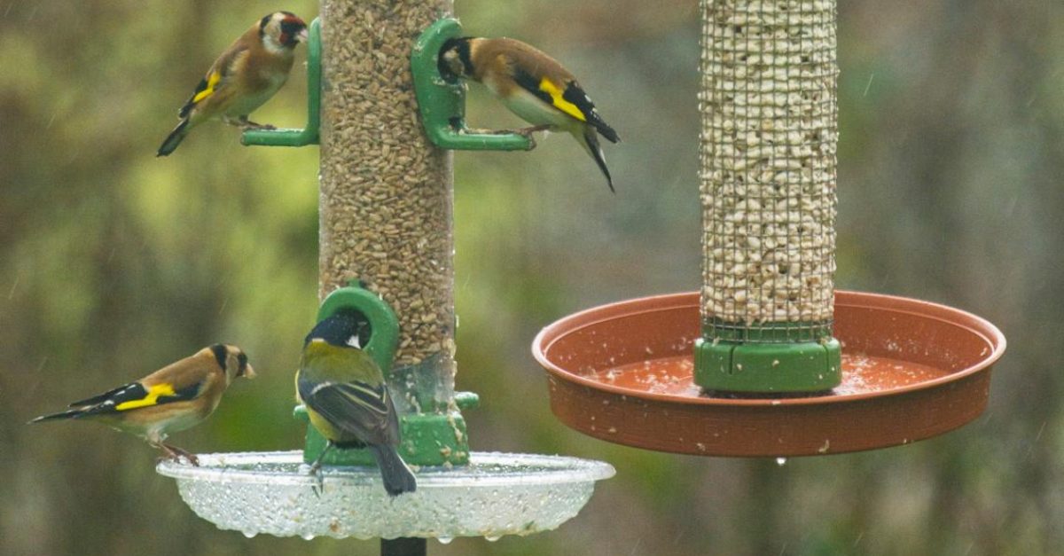 You could be spreading this fatal avian disease if you feed your birds this summer