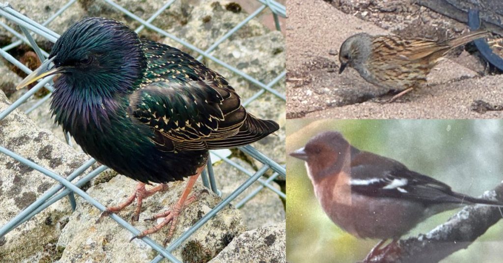 A selection of three birds - all affected by this highly contagious condition.