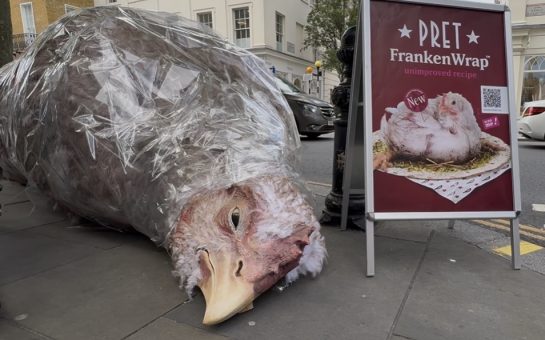 Frankenchicken Wrap