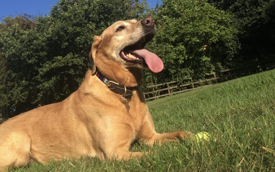 Panting Labrador in the sun