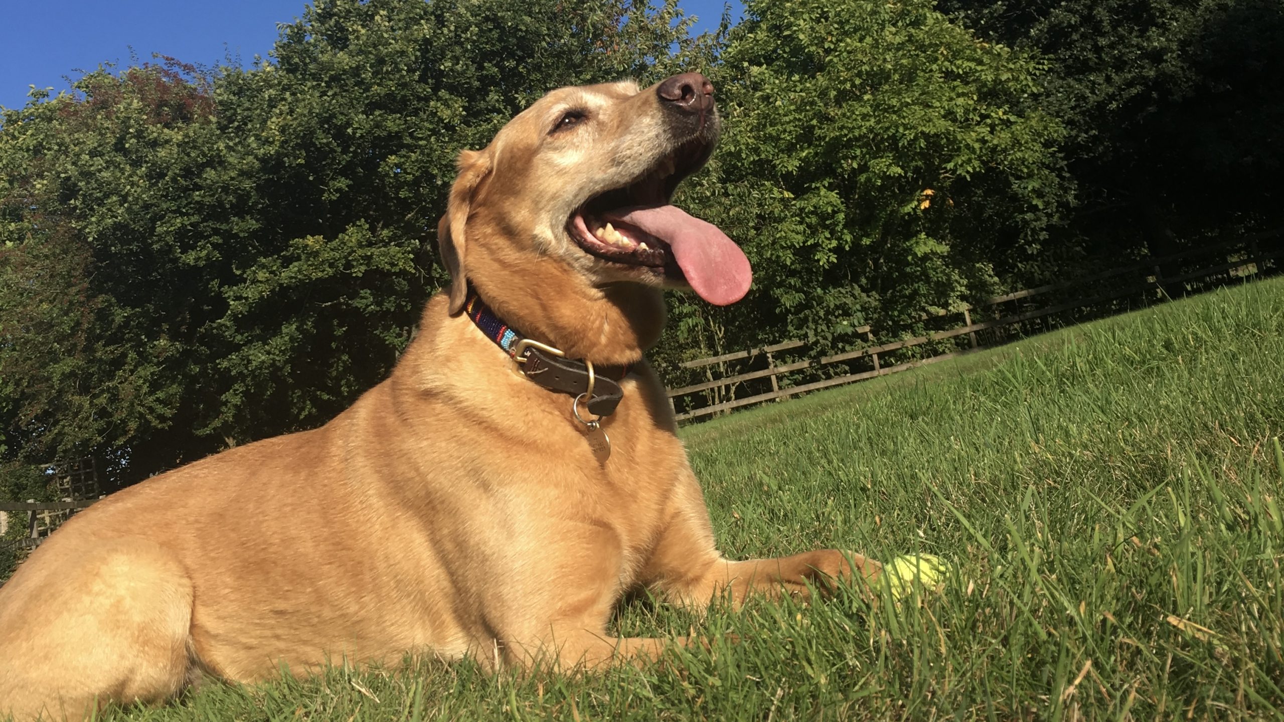 You're sweating: your dog can't