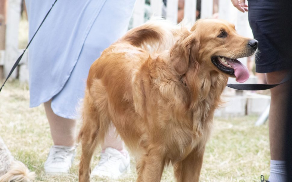 Dog at last year's Clapham Mutts Dog Show