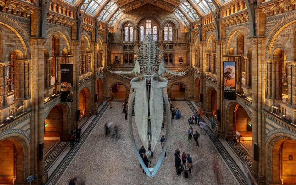 The main entrance hall of the Natural History Museum.