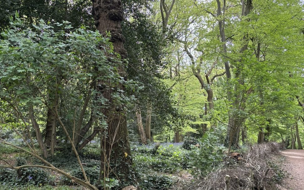 Highate Woods, London