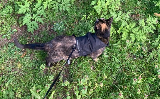 Cat-walking