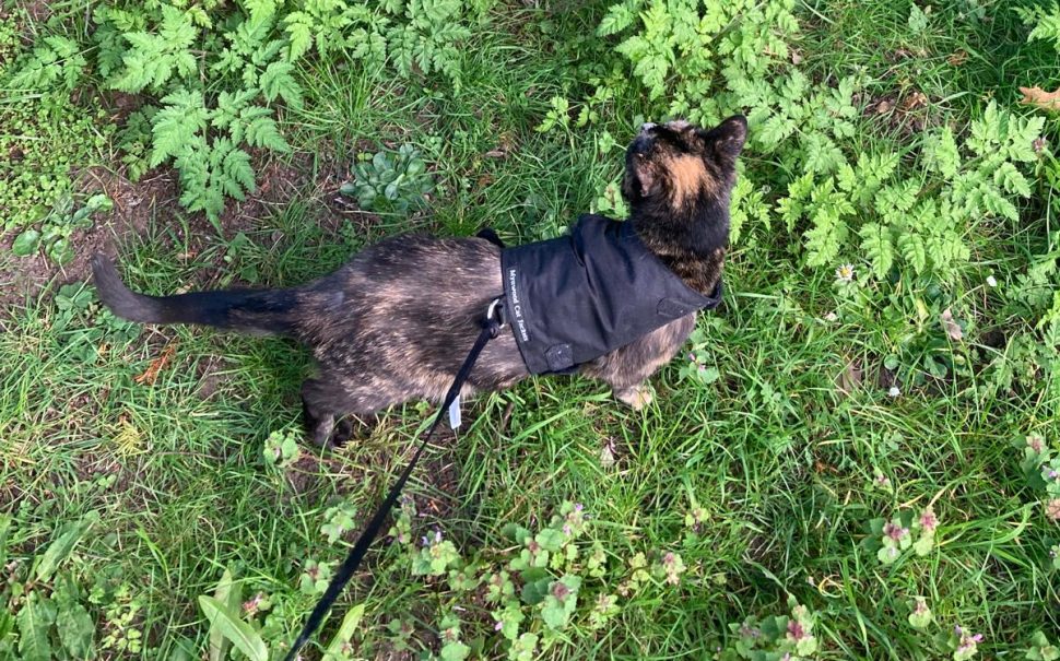 Cat-walking