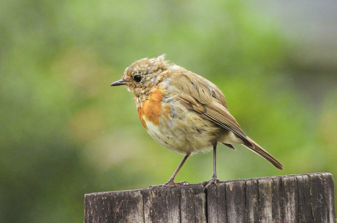 Robin with red chest perched on wood with green leafy blurred background