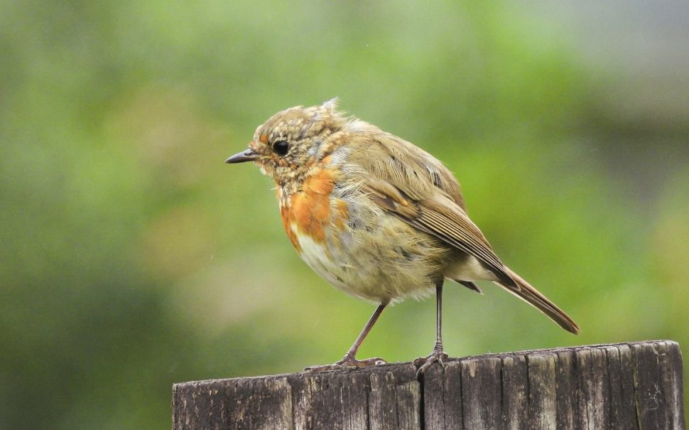 Robin with red chest perched on wood with green leafy blurred background