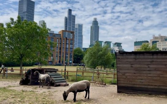 Goats in front of skyscrapers