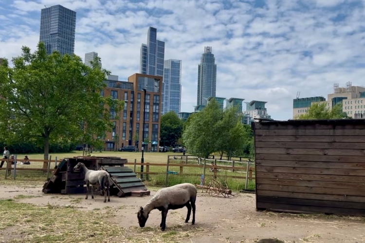 Goats in front of skyscrapers